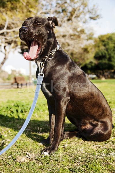 Mieszany pitbull psa ziewać portret parku Zdjęcia stock © eldadcarin