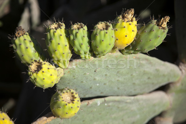 Prickly Pear Fruit Stock photo © eldadcarin