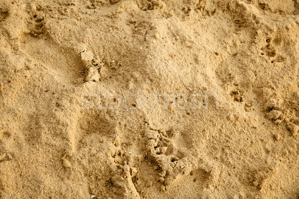 Damp Sand Stock photo © eldadcarin