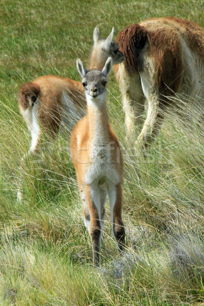 Llamas in the Grass Stock photo © eldadcarin