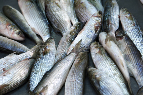 Balık satış taze pazar vücut arka plan Stok fotoğraf © eldadcarin