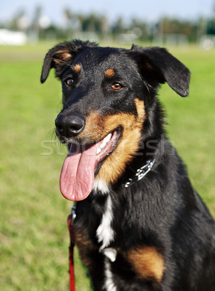 Australijczyk pasterz psa portret parku mieszany Zdjęcia stock © eldadcarin