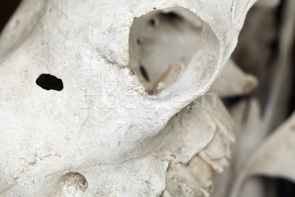 Detail of a Camel's Skull Stock photo © eldadcarin