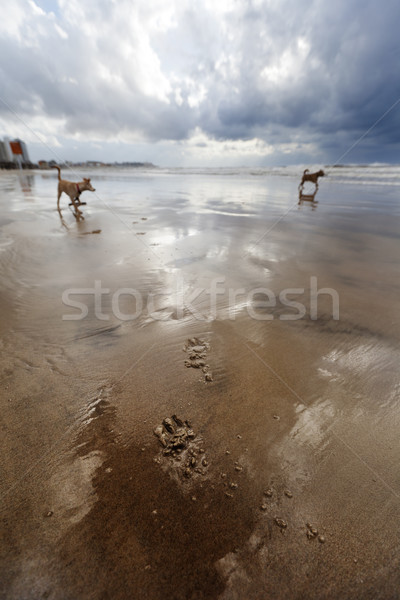 Winter Beach Paw Prints and Dogs Stock photo © eldadcarin