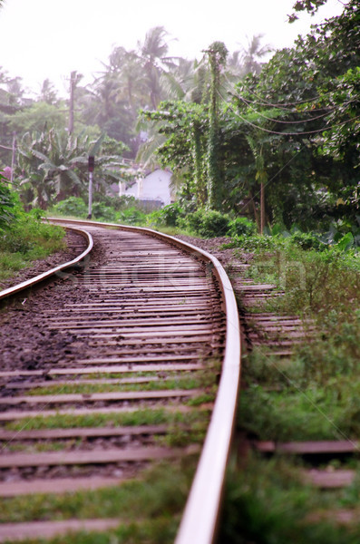 Selva ferrocarril tema hojas perennes madera Foto stock © eldadcarin