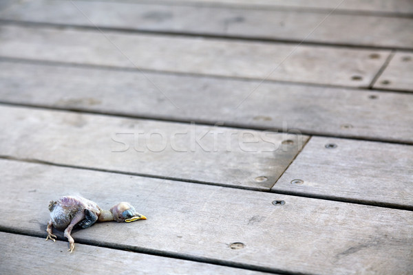 Morti chick cadavere legno deck uccello Foto d'archivio © eldadcarin