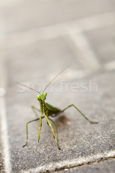 Urban Praying Mantis Stock photo © eldadcarin