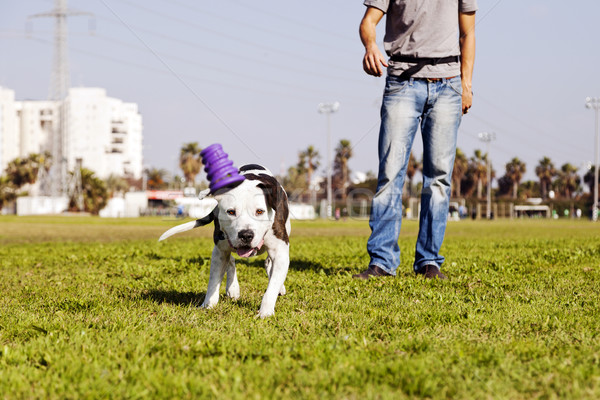 A Pitbull dog running after its chew toy with its owner standing close by. Stock photo © eldadcarin