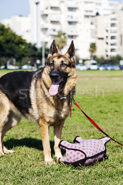 Pastor perro juguete parque pie Foto stock © eldadcarin