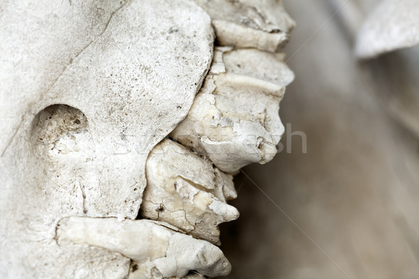 Dentes camelo crânio camelos poucos morte Foto stock © eldadcarin