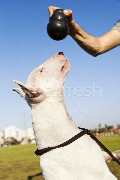 Bull Terrier About to Chew on Toy Stock photo © eldadcarin