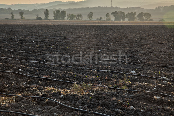 Plowed Filed at Dusk Stock photo © eldadcarin