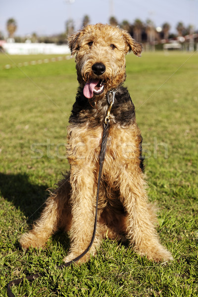 Terrier cão retrato parque feminino sessão Foto stock © eldadcarin