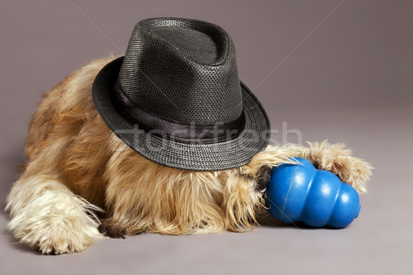 Mixed-Race Dog with Chew Toy in Studio Stock photo © eldadcarin