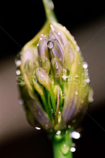 Wet Blooming Lily Macro Stock photo © eldadcarin