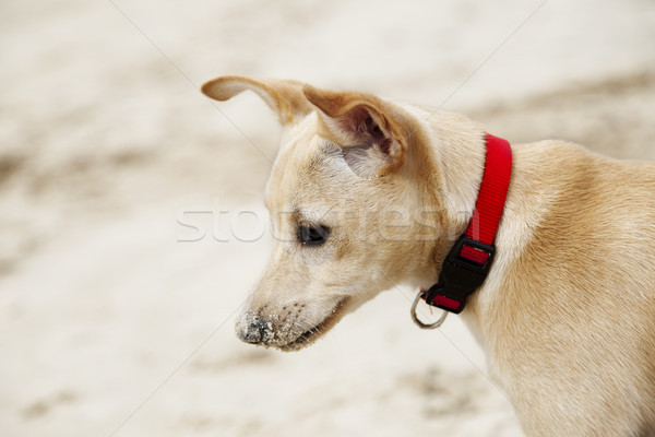 Chiot profile portrait mois vieux Homme [[stock_photo]] © eldadcarin