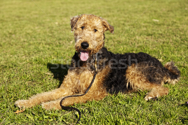 Terrier cão retrato parque feminino sessão Foto stock © eldadcarin