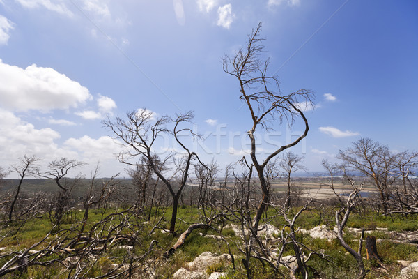 Wald Hügel Israel Waldbrand Jahr Boden Stock foto © eldadcarin