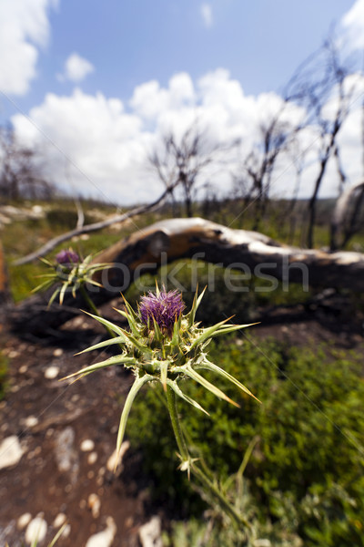 Blessed Milk Thistle Stock photo © eldadcarin