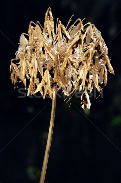 Withered Lily of the Nile Stock photo © eldadcarin