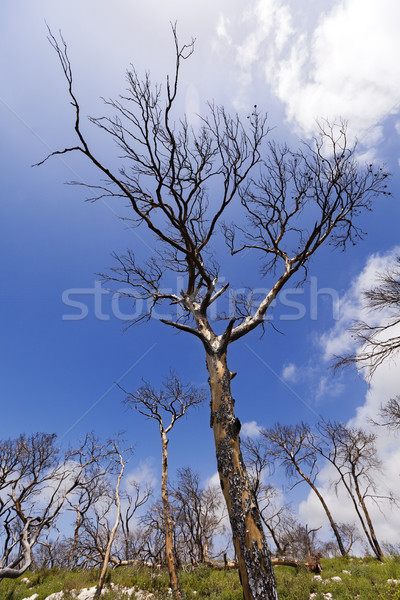 Forestales colina Israel incendios forestales año suelo Foto stock © eldadcarin