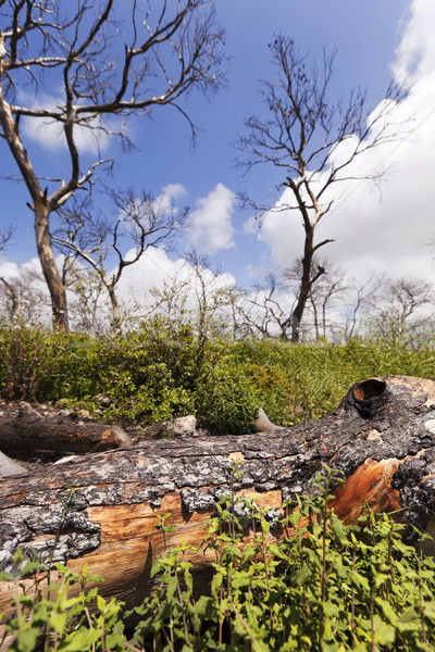 Espectacular incendios forestales verde Foto stock © eldadcarin