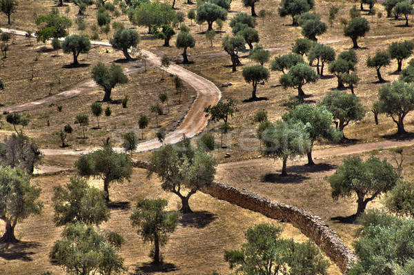 Olivenöl Bäume Hain Weg Steinmauer Fuß Stock foto © eldadcarin