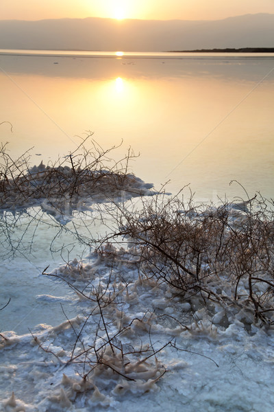 Dead Sea - Withered Bush at Dawn Stock photo © eldadcarin