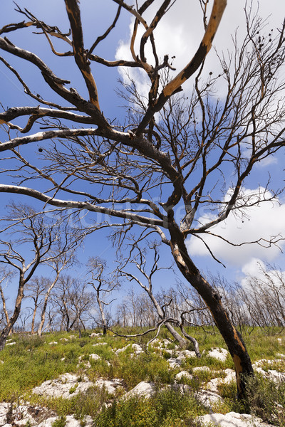 Forestales colina Israel incendios forestales año suelo Foto stock © eldadcarin