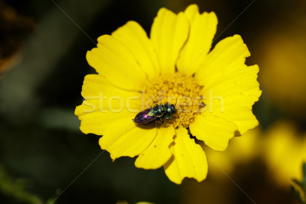Beetles on Crown Daisy Stock photo © eldadcarin