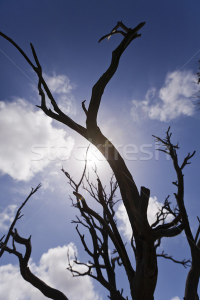 Burnt Bare Tree Branches Silhouettes Stock photo © eldadcarin