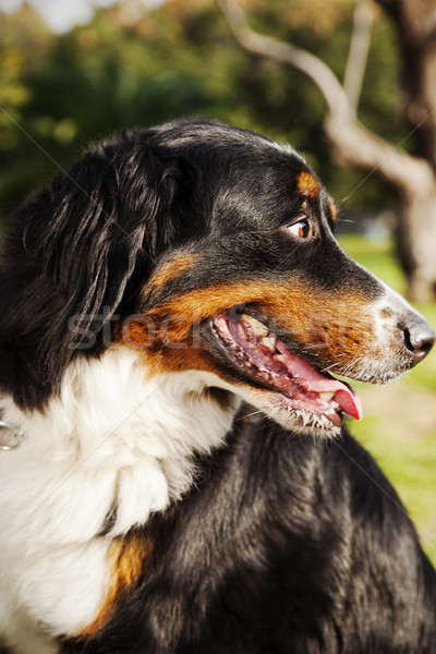 Berner Sennenhund Dog Portrait at the Park Stock photo © eldadcarin