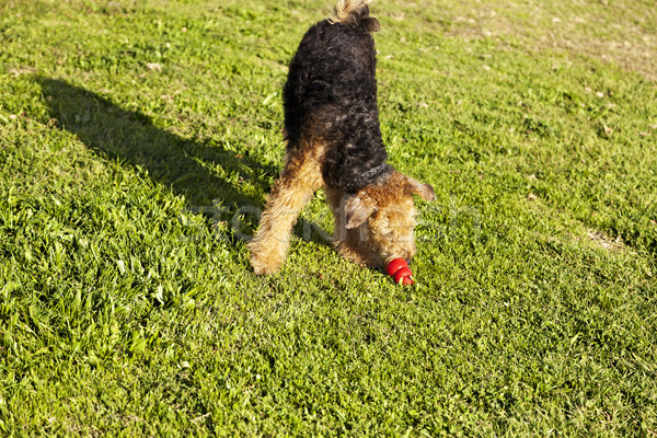 Foto stock: Terrier · cão · jogar · brinquedo · parque · feminino