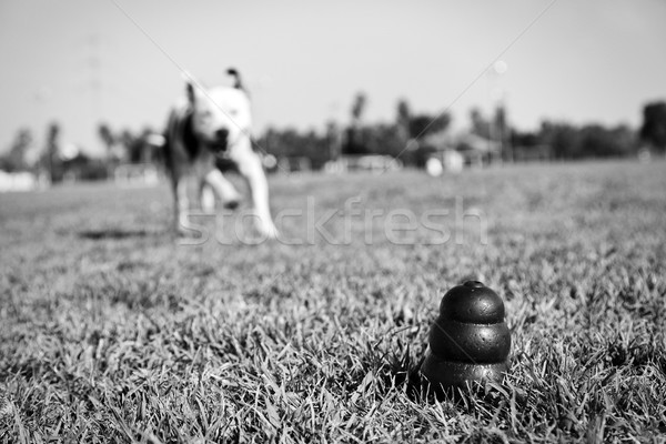 Running to Dog Toy on Park Grass - Monochrome Stock photo © eldadcarin