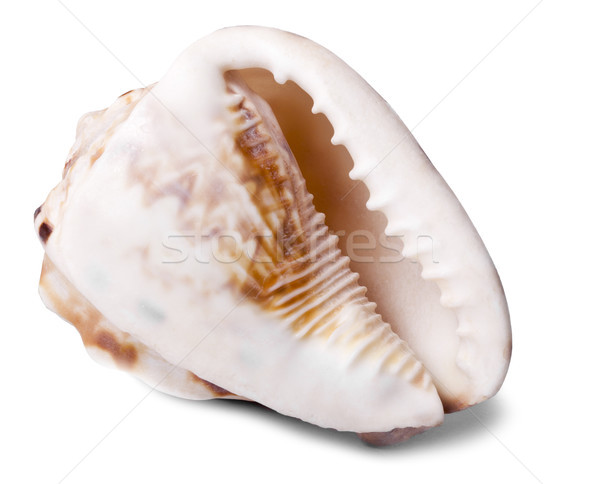 Conch Shell - Backside Diagonal Stock photo © eldadcarin