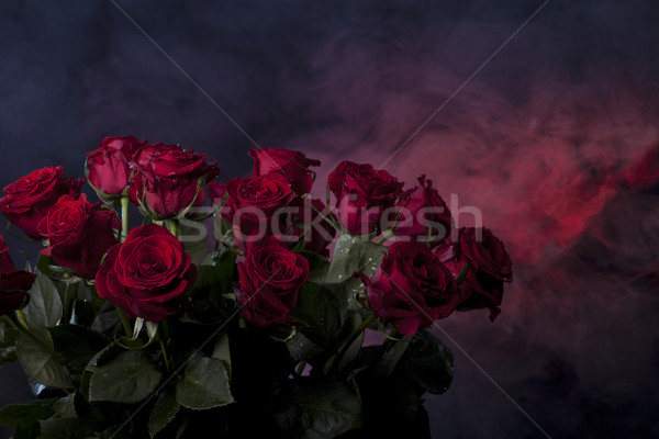 red roses on a dark blue and red background Stock photo © Elegies