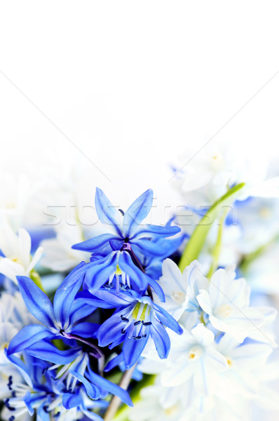 Spring flowers background Stock photo © elenaphoto