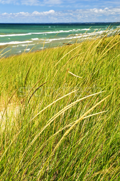 Homok tengerpart fű park Ontario Kanada Stock fotó © elenaphoto