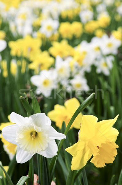 Daffodils Stock photo © elenaphoto