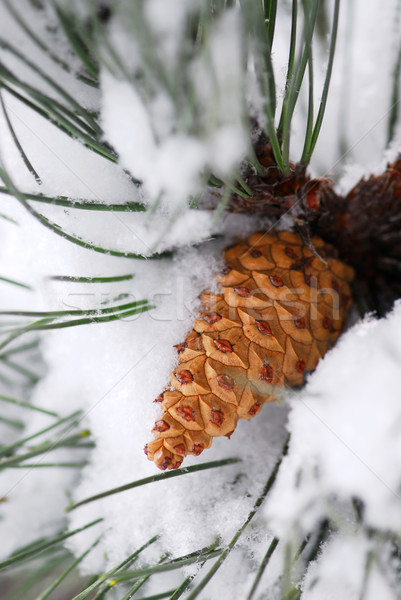 Snowy pine cone Stock photo © elenaphoto