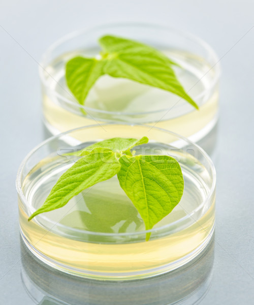 Stock photo: GM plants in petri dishes