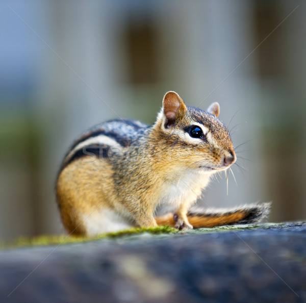 Chipmunk sitting on log Stock photo © elenaphoto