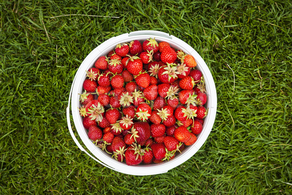 Pail of fresh strawberries on green grass Stock photo © elenaphoto