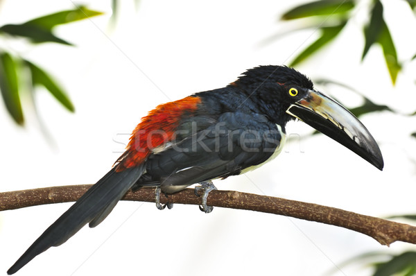 Collared Aracari toucan Stock photo © elenaphoto