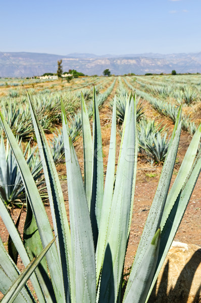 Agave cactus field in Mexico Stock photo © elenaphoto