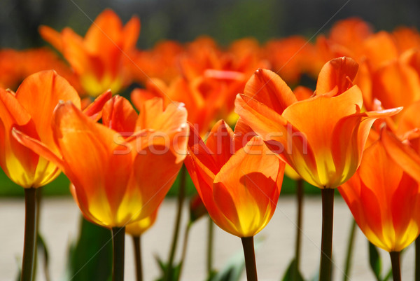 Tulipas laranja flor flores sol natureza Foto stock © elenaphoto