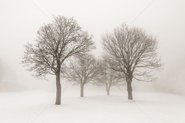 Tél fák köd téli tájkép lombtalan szépia Stock fotó © elenaphoto