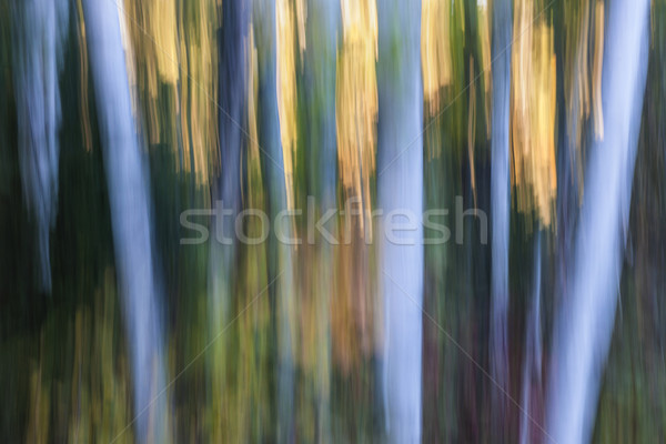 Luce sera foresta abstract panorama autunno Foto d'archivio © elenaphoto