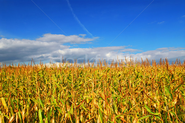 Porumb câmp fermă crestere Blue Sky cer Imagine de stoc © elenaphoto