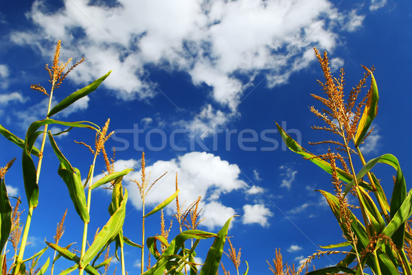 кукурузы области фермы растущий Blue Sky небе Сток-фото © elenaphoto